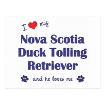 Jag älskar min Tolling Retriever för den Nova Scot Vykort