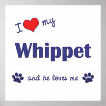Jag älskar min Whippet (den Male hunden) Affischer