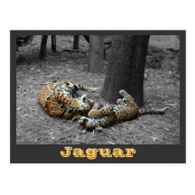 JAGUAR-PAW BACK-IMG_2914/fbw/gray Vykort