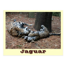JAGUAR-PAW BACK-IMG_2914 - Shane-Carrie Vykort