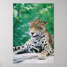 Jaguaraffisch