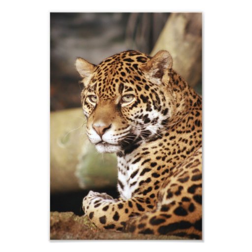 Jaguarfoto