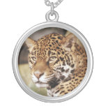 Jaguarhalsband