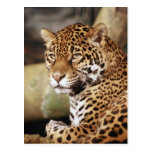 Jaguarvykort