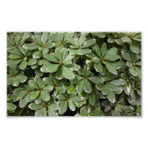 Japanese Mock Orange Photo Print