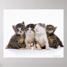 Japansk katt print
