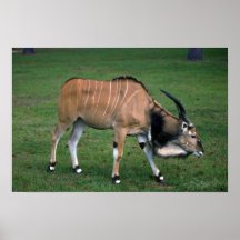 Jätte-/för Lord Derbys Eland-barn tjur Posters