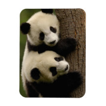 Jätte- pandabebis (Ailuropodamelanoleuca) 2 Vinyl Magnet