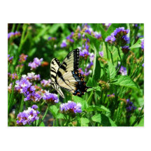Jätte- Swallowtail fjäril på purpurfärgade Statice Vykort