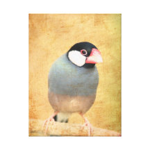 Java Sparrow Kanvastryck