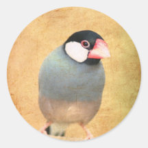 Java Sparrow Runda Klistermärken