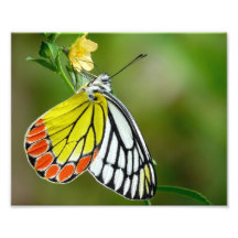 Jezebel (Delias Eucharis) fjäril Fotokonst