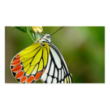Jezebel (Delias Eucharis) fjäril Visitkort Mall