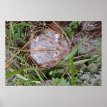Jordnärat organiskt fossil- foto affischer