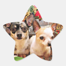 Jul - Chihuahua - Gordy och Pedro Stjärnformade Klistermärken
