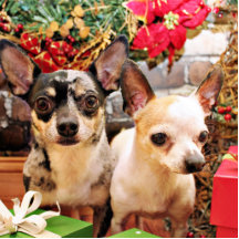 Jul - Chihuahua - Gordy och Pedro Photo Cutout