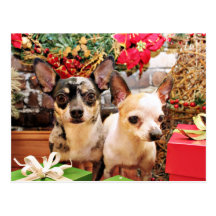 Jul - Chihuahua - Gordy och Pedro Vykort