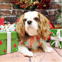 Jul - stolt Spaniel Mei Mei för kung Charles Acrylic Cut Outs