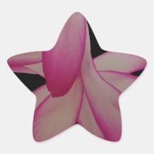 Julkaktusblom Klistermärken