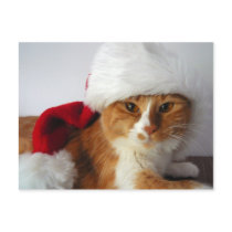 Julkatt i Santa hattvykort