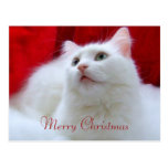 Julkatt Vykort
