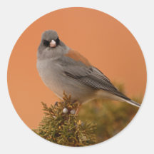 junco runda klistermärken