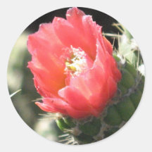 Kaktusblomma Klistermärken
