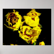 Kaktusblommor Posters