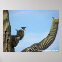 Kaktusgärdsmyg atop en Saguarokaktus Print