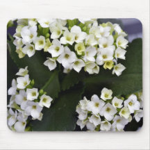 Kalanchoe Blossfeldiana Mus Mattor