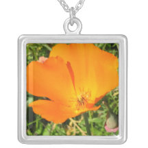 Kalifornien vallmohalsband