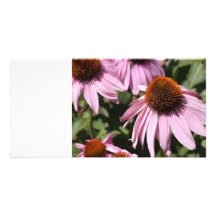 Kalifornisk blomma fotokort mall
