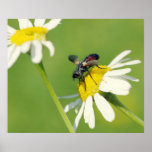 Kamille Fliege Plakat