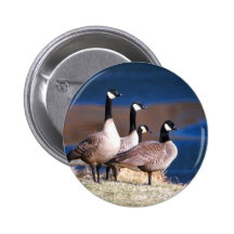 Kanada gäss knappar med nål