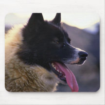 Kanadensisk sledhund (närbilden) mus mattor