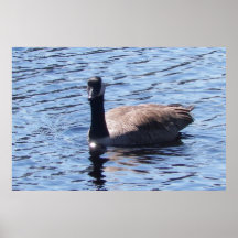 Kanadensiskt postersized tryck för gås 36x24