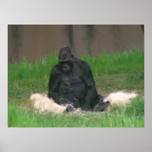 kanfas för bebisgorilla 001 affisch