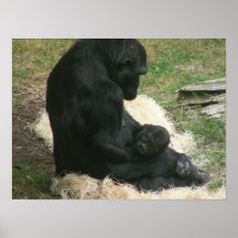 kanfas för bebisgorilla 005 print