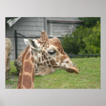 kanfas för giraff 009 posters