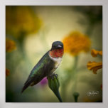 KanfasHummingbirdtryck Print