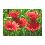 Kanfastryck - röda daisy sträckta canvas tryck