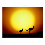 Kängurur i australier Outback Vykort