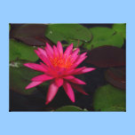 Kanvastryck - rosa näckros canvastryck