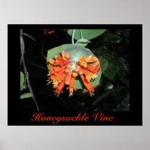 KaprifolVinetryck Posters