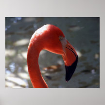 Karibisk Flamingo Affisch