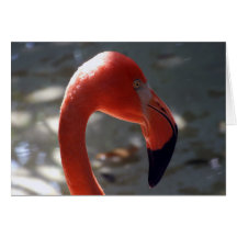 Karibisk Flamingo Hälsnings Kort
