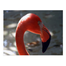 Karibisk Flamingo Vykort