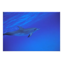 Karibiskt Bahamas prickig delfin Fotontryck