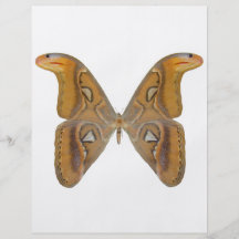 Kartbokfjäril Full Färg Flygblad