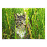 Katt i gräsfotoet